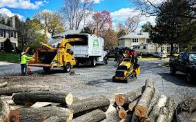 Best Tree Disease Treatment  in Blackshear, GA