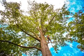 Best Hazardous Tree Removal  in Blackshear, GA