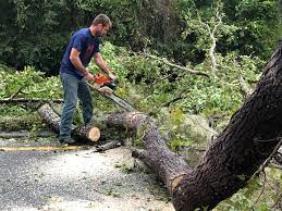 Best Arborist Consultation Services  in Blackshear, GA