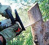 Best Firewood Processing and Delivery  in Blackshear, GA