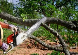 Best Tree and Shrub Care  in Blackshear, GA