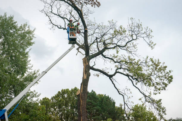 Best Root Management and Removal  in Blackshear, GA