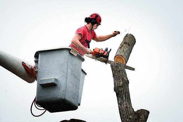 Best Hedge Trimming  in Blackshear, GA