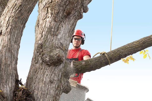 Best Palm Tree Trimming  in Blackshear, GA